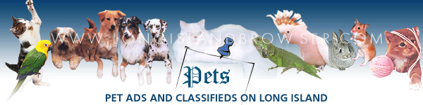 Long Island Pets Adoption, Classifieds, Found, For Sale Pets Dogs Cats Birds Reptiles Nassau Suffolk Long Island New York