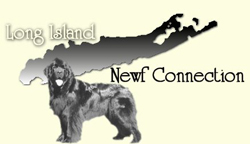 Long Island Newfoundland Connection Animal Rescue - Long Island, New York